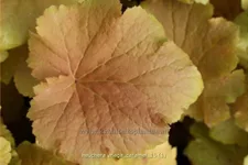 Heuchera villosa 'Mega Caramel'