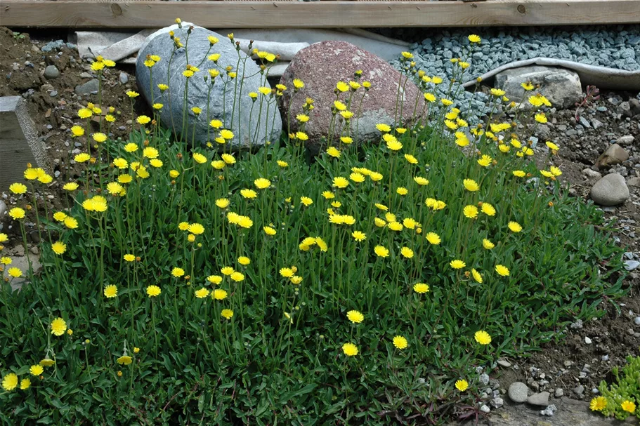 Hieracium pilosella