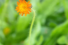 Hieracium pilosella
