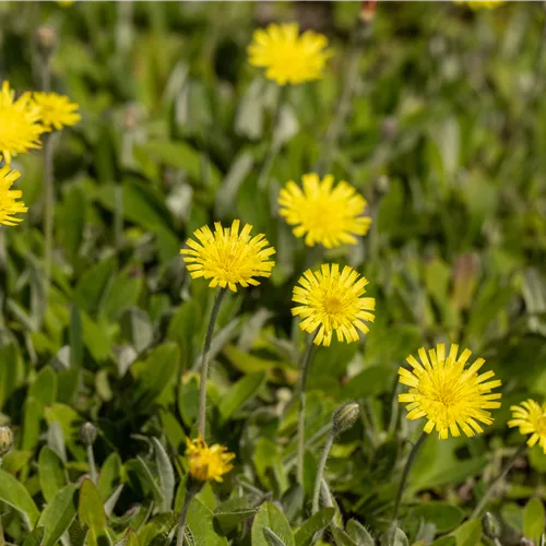 Hieracium pilosella