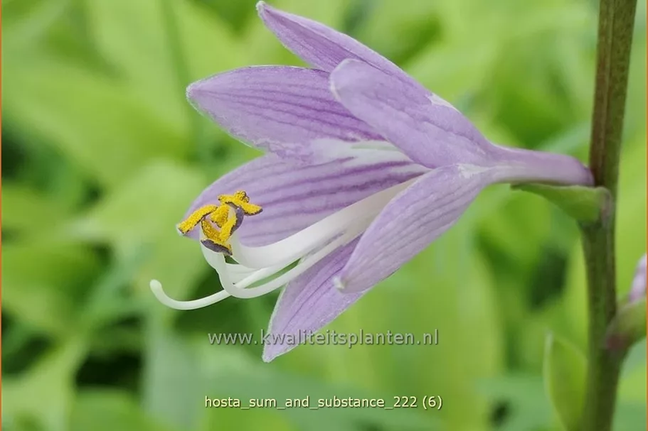 Hosta 'Sum and Substance'