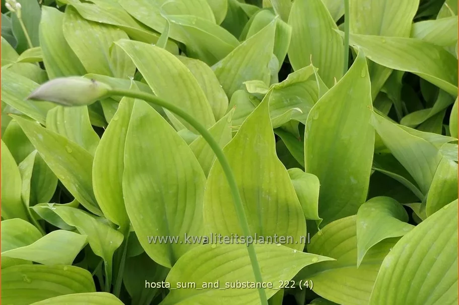 Hosta 'Sum and Substance'