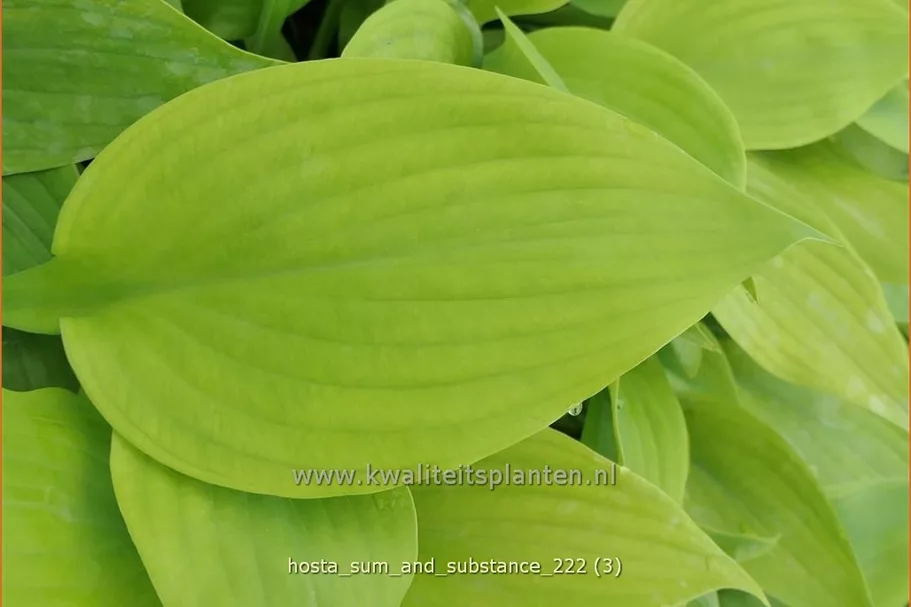 Hosta 'Sum and Substance'