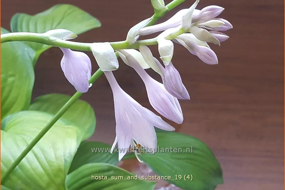 Hosta 'Sum and Substance'