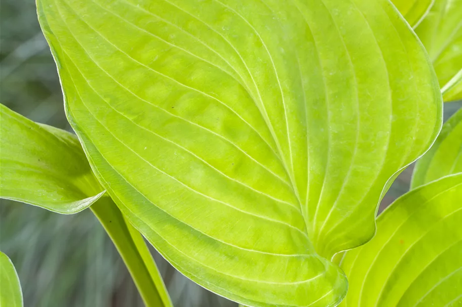 Hosta 'Sum and Substance'
