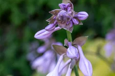 Hosta 'Sum and Substance'