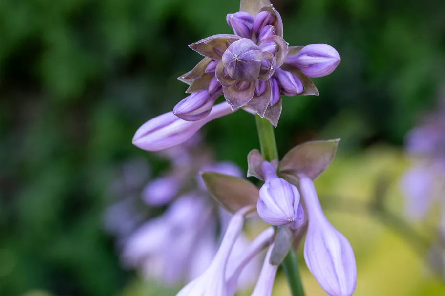 Hosta 'Sum and Substance'