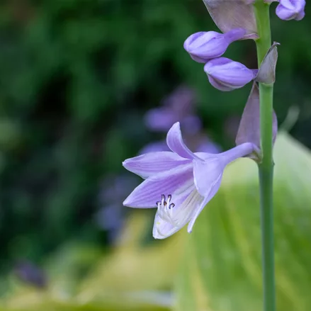 Hosta 'Sum and Substance'