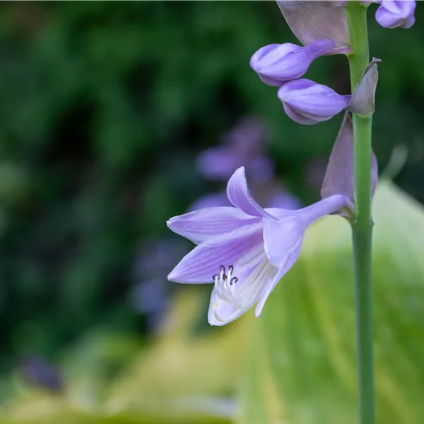Hosta 'Sum and Substance'
