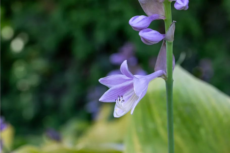 Hosta 'Sum and Substance'