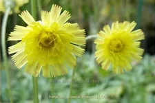 Hieracium pilosella 'Niveum'