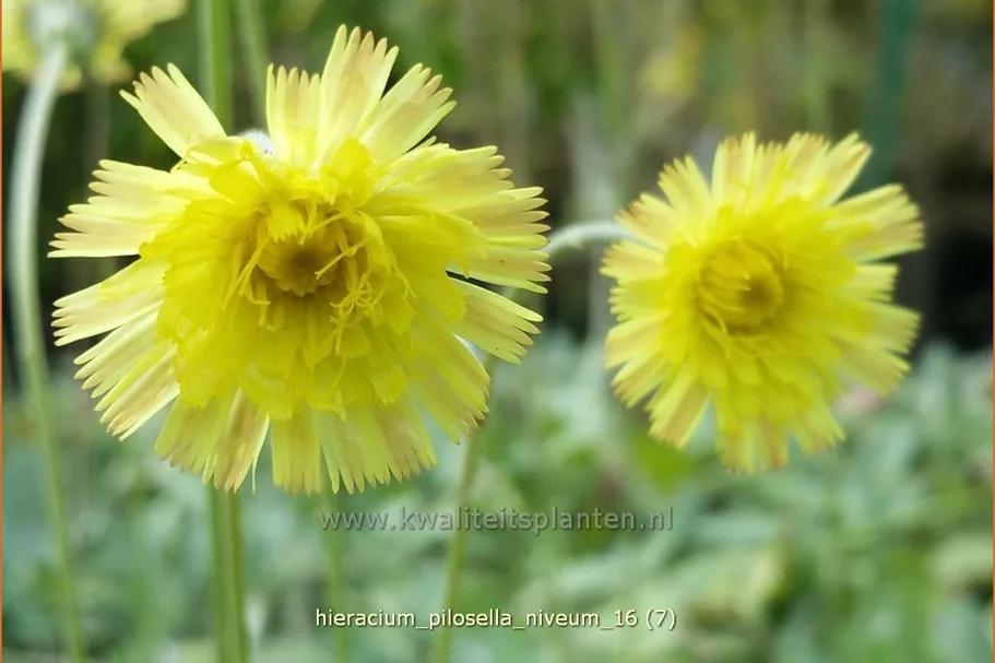 Hieracium pilosella 'Niveum'