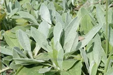 Hieracium pilosella 'Niveum'