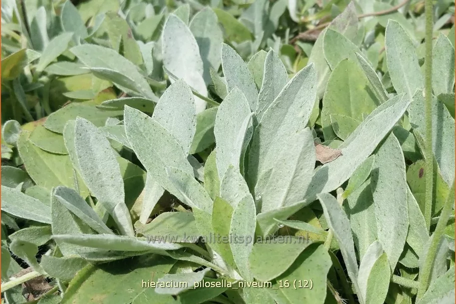 Hieracium pilosella 'Niveum'