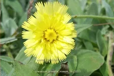Hieracium pilosella 'Niveum'