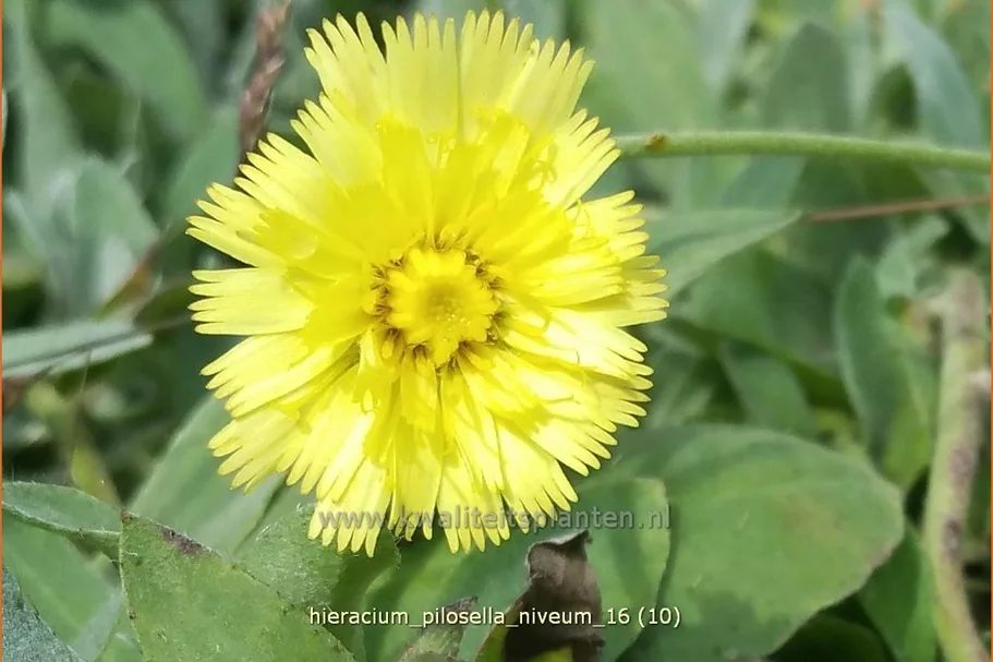 Hieracium pilosella 'Niveum'
