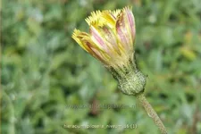 Hieracium pilosella 'Niveum'