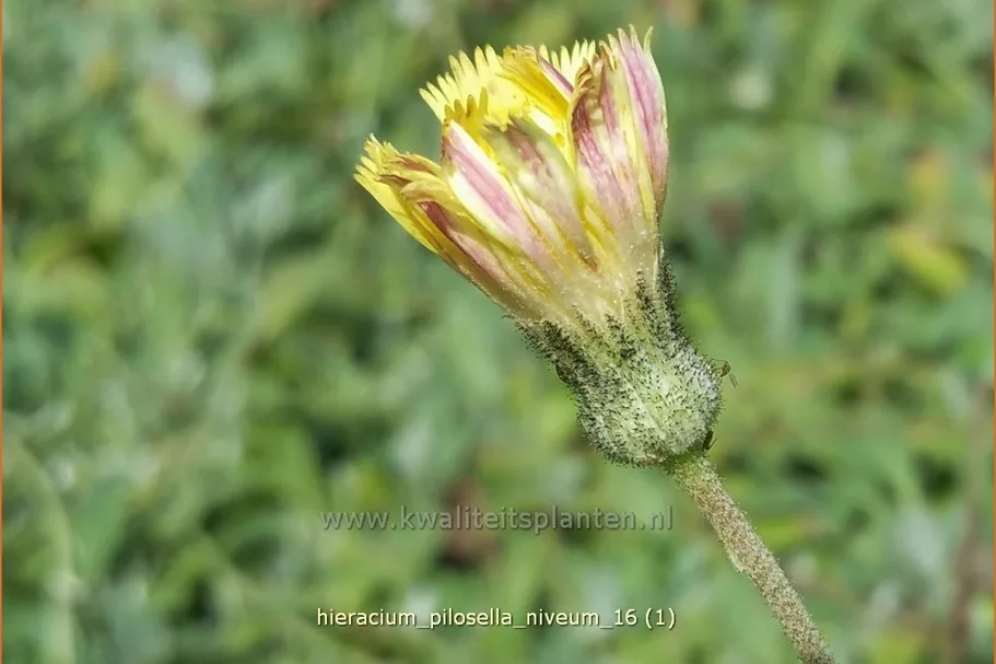Hieracium pilosella 'Niveum'