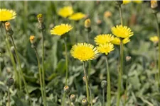 Hieracium pilosella 'Niveum'