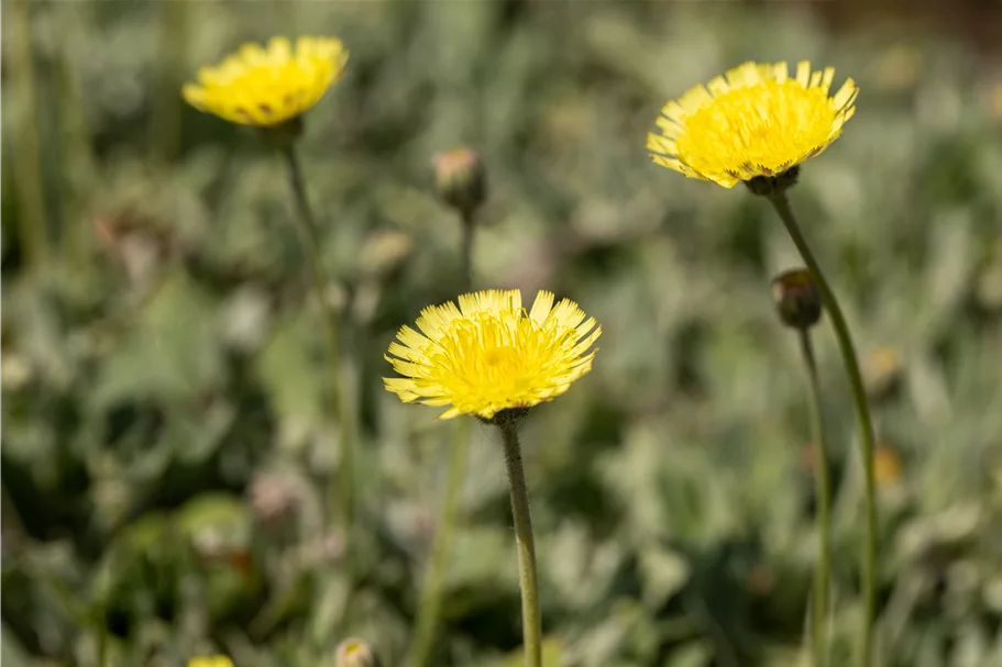 Hieracium pilosella 'Niveum'
