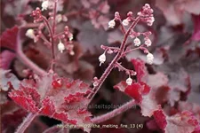 Heuchera micrantha 'Melting Fire'