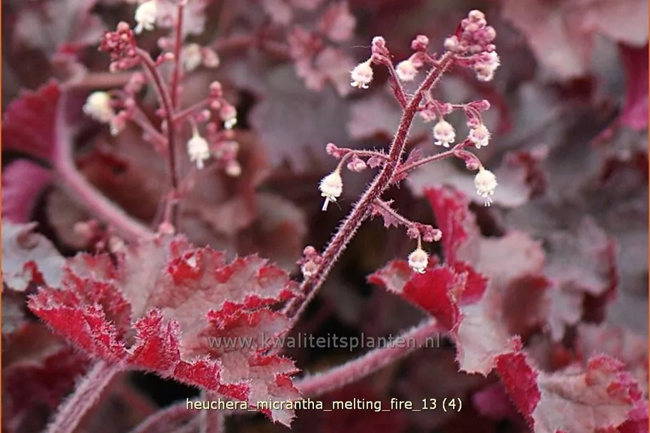 Heuchera micrantha 'Melting Fire'