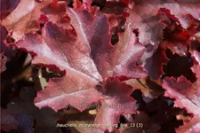 Heuchera micrantha 'Melting Fire'