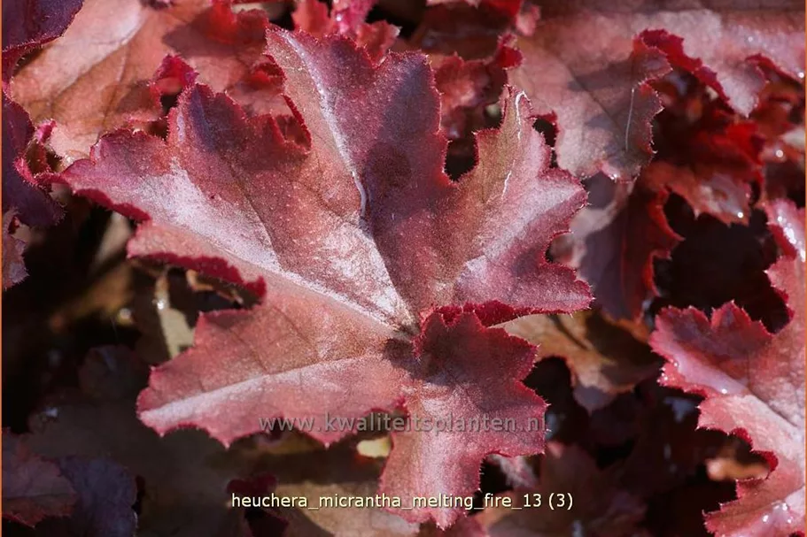 Heuchera micrantha 'Melting Fire'