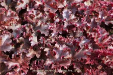 Heuchera micrantha 'Melting Fire'