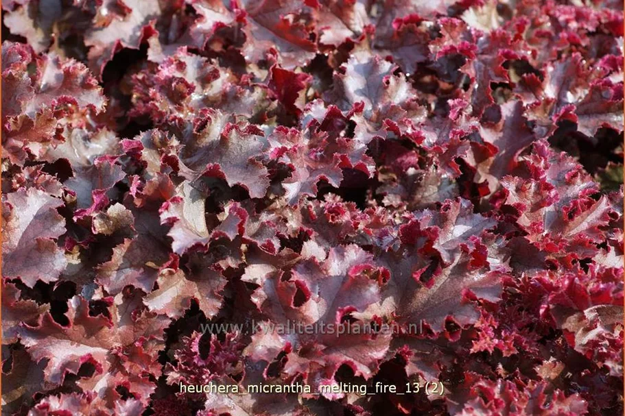 Heuchera micrantha 'Melting Fire'