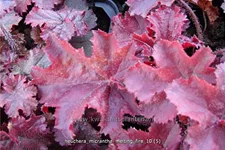Heuchera micrantha 'Melting Fire'