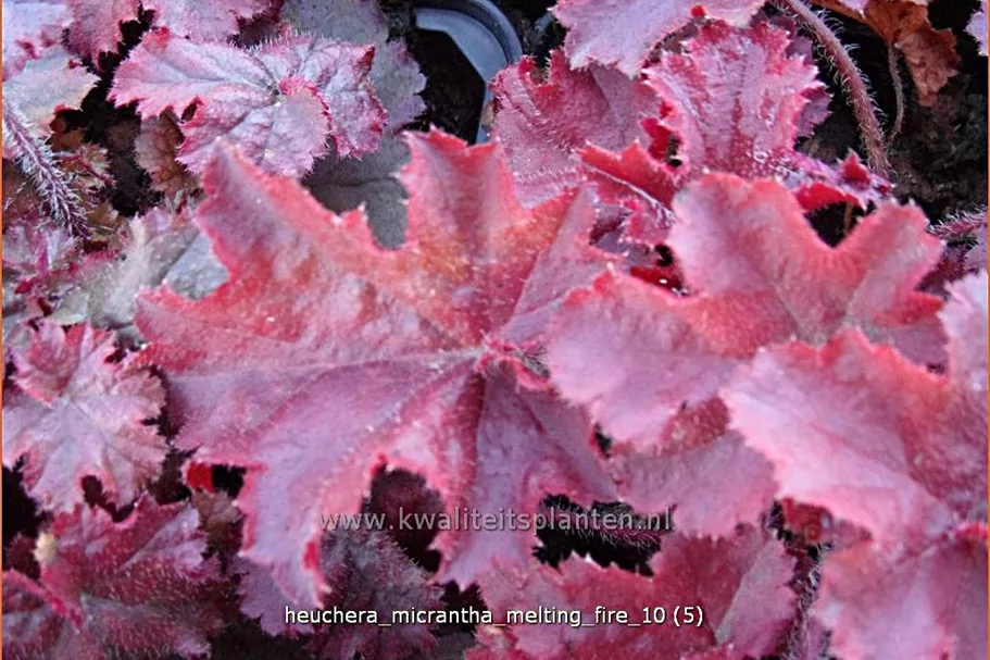 Heuchera micrantha 'Melting Fire'