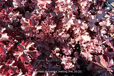 Heuchera micrantha 'Melting Fire'