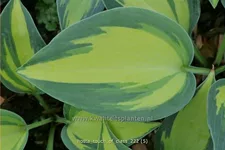 Hosta 'Touch of Class'