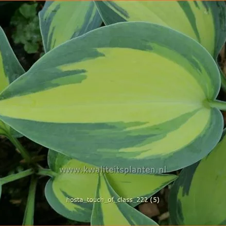 Hosta 'Touch of Class'