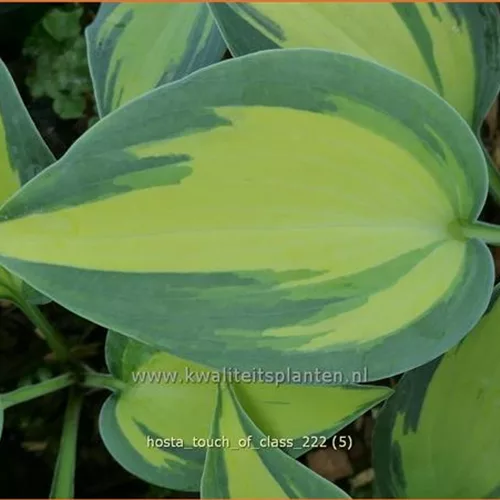 Hosta 'Touch of Class'