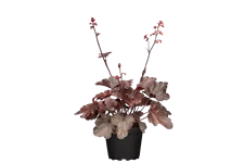 Heuchera micrantha 'Melting Fire'