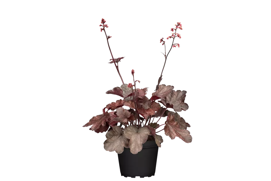 Heuchera micrantha 'Melting Fire'