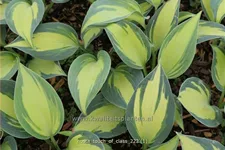 Hosta 'Touch of Class'