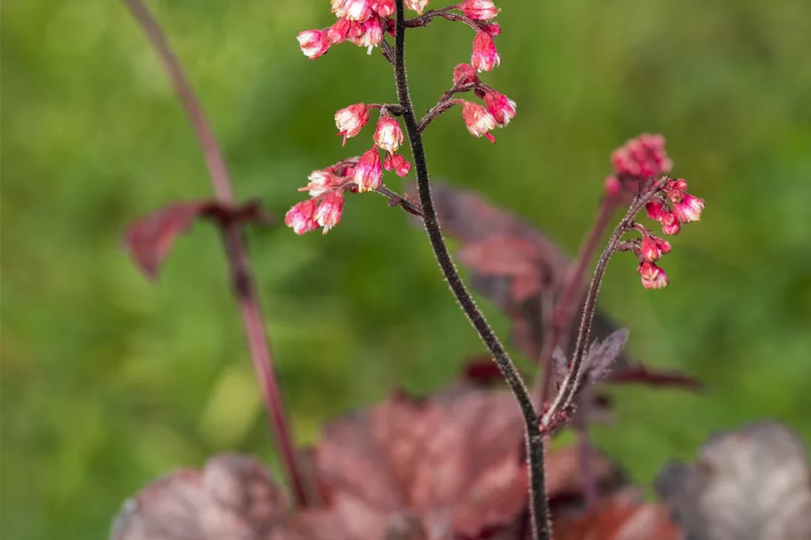 Heuchera micrantha 'Melting Fire'