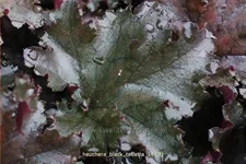 Heuchera 'Black Taffetta'