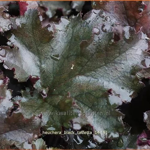 Heuchera 'Black Taffetta'