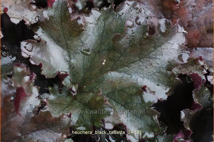 Heuchera 'Black Taffetta'