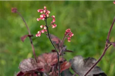 Heuchera micrantha 'Melting Fire'
