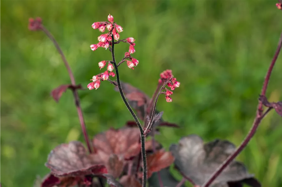 Heuchera micrantha 'Melting Fire'