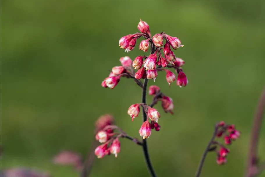 Heuchera micrantha 'Melting Fire'