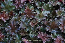 Heuchera 'Black Taffetta'