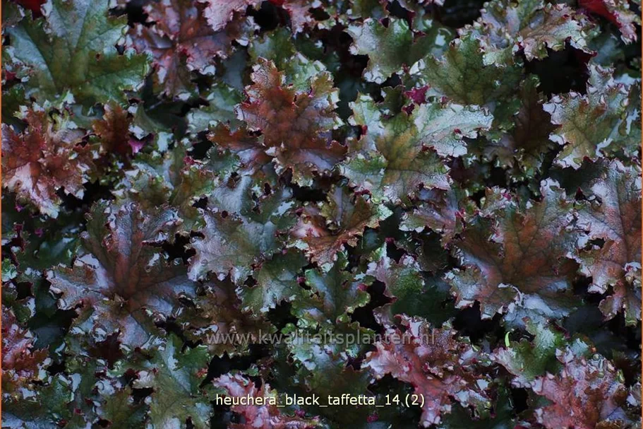 Heuchera 'Black Taffetta'