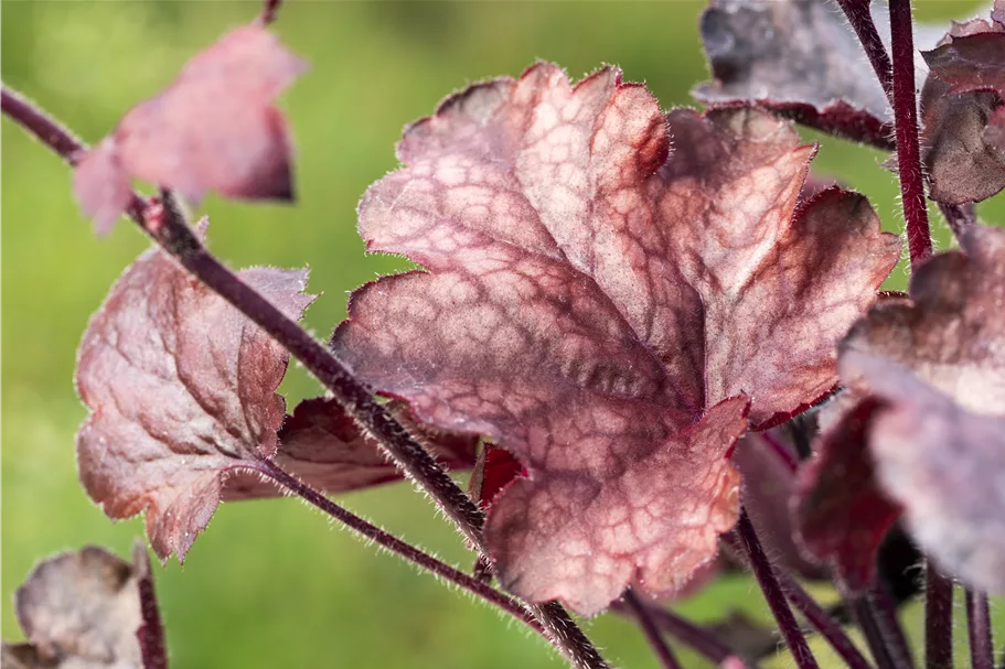 Heuchera micrantha 'Melting Fire'