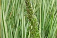 Holcus mollis 'Albovariegatus'